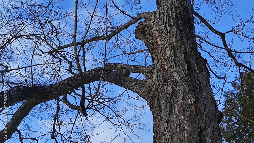 Obraz premium Perched in Peace: A Squirrel on a Branch Against the Sky