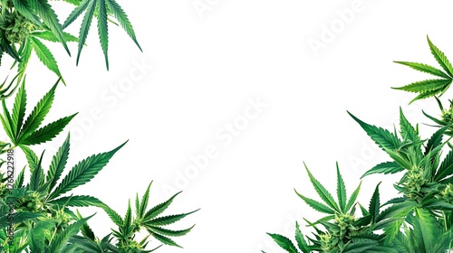 Cannabis leaves frame, white background (1) photo