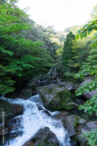 屋久島の白谷雲水峡登山口近くの川