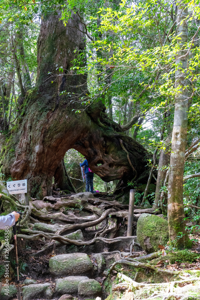 屋久島の白谷雲水峡のくぐり杉