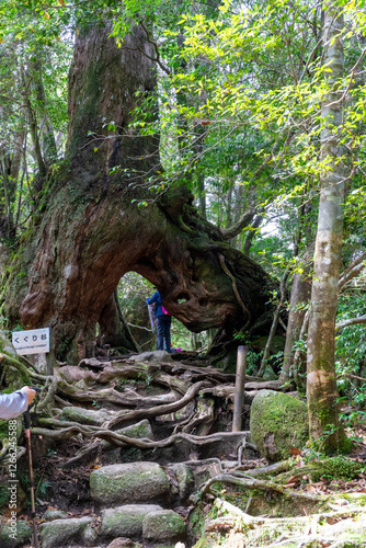 Obraz na płótnie 屋久島の白谷雲水峡のくぐり杉 w salonie
