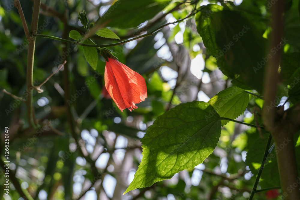 Close-up photo of red malbabiscus flowers in bloom