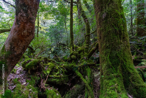 Obraz na płótnie 屋久島の白谷雲水峡の登山道の風景 w salonie