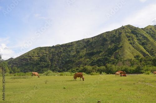 A Herd of Cows Grazing on a Lush Green Pasture
