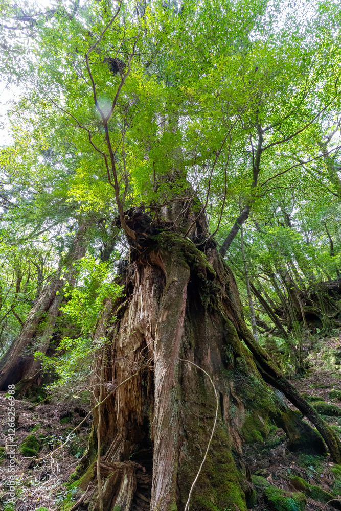 屋久島の白谷雲水峡の雷の落ちた屋久杉