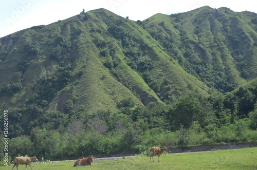 A Herd of Cows Grazing on a Lush Green Pasture