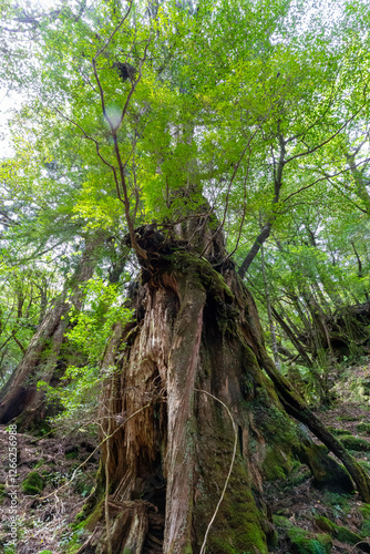 Obraz na płótnie 屋久島の白谷雲水峡の雷の落ちた屋久杉 w salonie