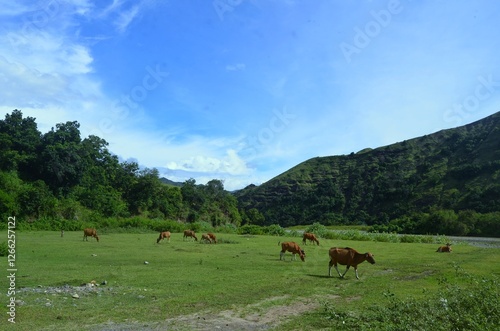 A Herd of Cows Grazing on a Lush Green Pasture
