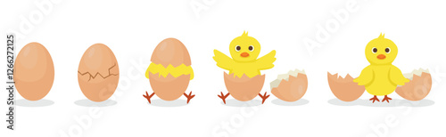 Chicken hatching stages cracked eggshell to newborn yellow cute chick