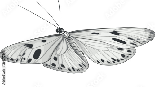 White Butterfly Illustration