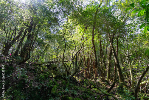 Obraz na płótnie 屋久島の白谷雲水峡の登山道の風景 w salonie