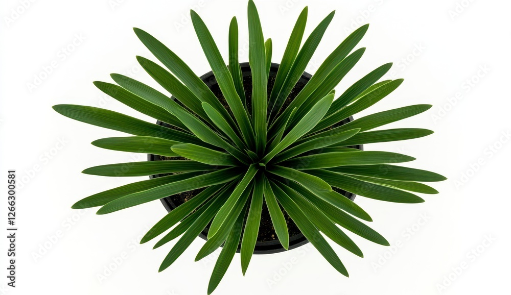 Lush Green Plant in Black Pot Over White Background for Decoration Lush Green Plant in Black Pot Over White Background for Decoration