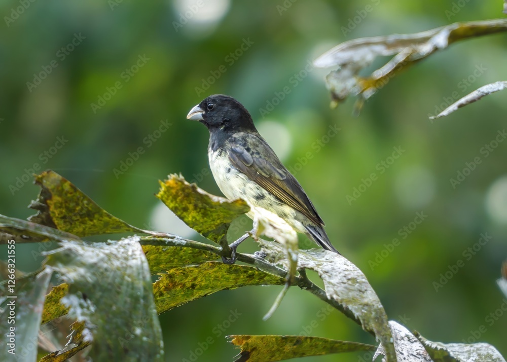 Fototapeta premium Close-up of a black and white bird with a sharp beak perched on a tropical branch, surrounded by green foliage. The bird appears alert in its natural habitat. Sporophila nigricollis