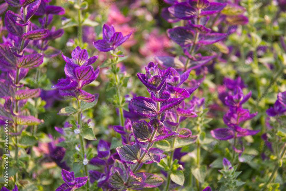 Pink and Purple Leaves in the Summer Pink and Purple Leaves in the Summer