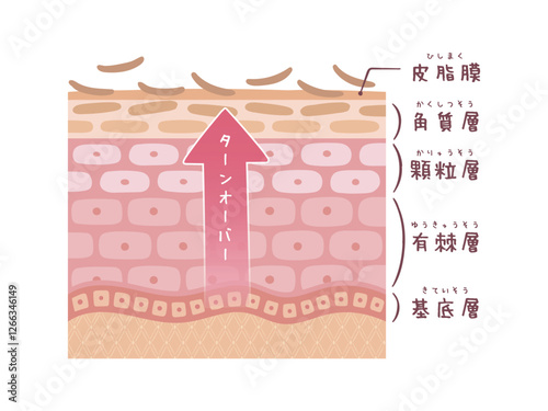 上向きの矢印　肌のターンオーバーの断面図(名前付き)