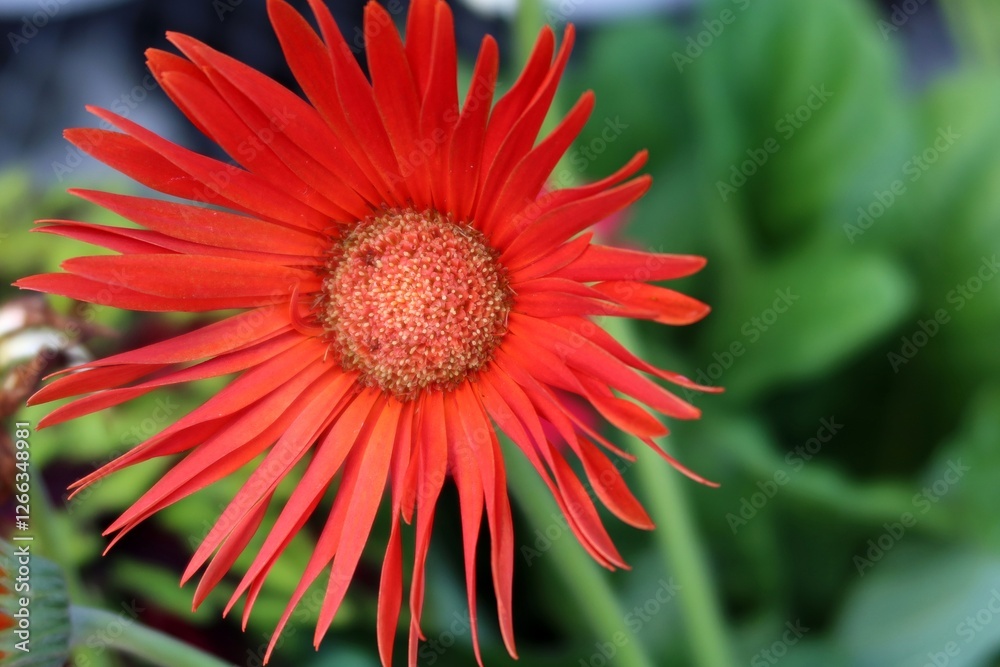 Red gerbera flower in Florida zoological garden, closeup Red gerbera flower in Florida zoological garden, closeup