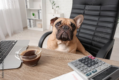 Funny French bulldog with l...