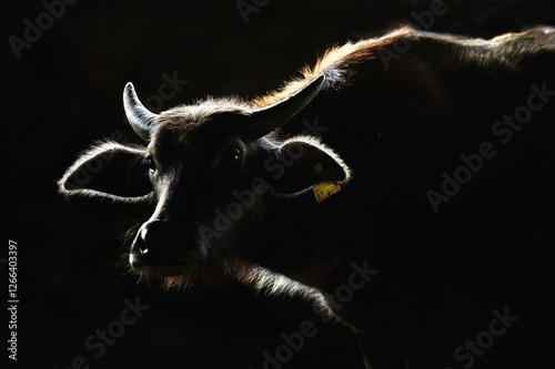 Obraz na płótnie Buffalo glows in the dark, the head close-up has a beautiful rim light on a black background. The eyes were innocent and sad. w salonie