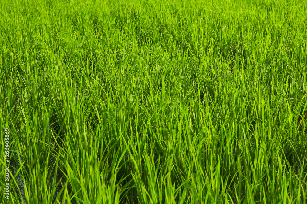 Dew-kissed Rice Paddies: A Lush Morning Scene Dew-kissed Rice Paddies: A Lush Morning Scene