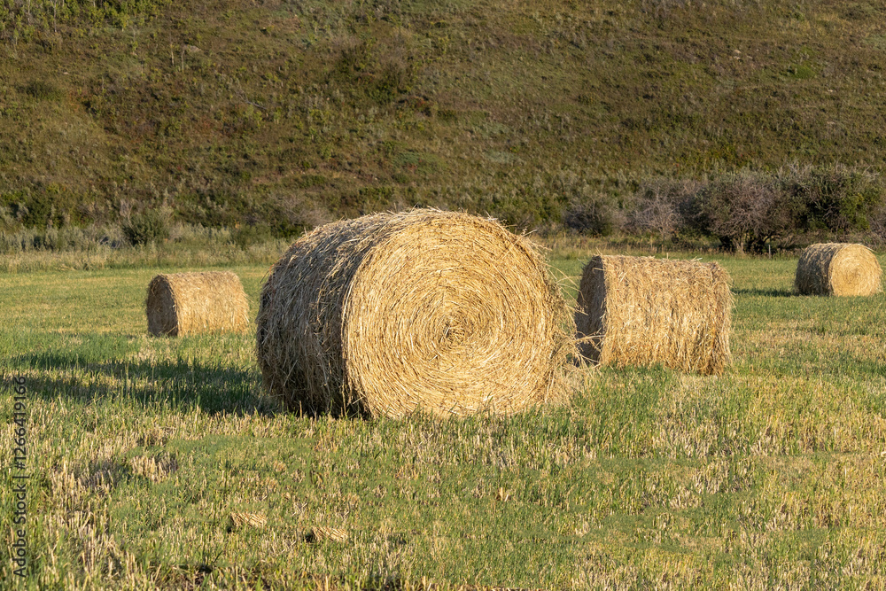 Rural scene of large round hay bales in a pasture of green grass. Rural scene of large round hay bales in a pasture of green grass.