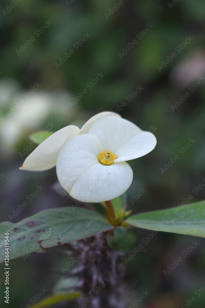 Obraz premium Close up of beautiful white Euphorbia milii, the crown of thorns, called Corona de Cristo. Crown of thorn flower. white Euphorbia milii flower in the garden, Blooming Euphorbia milii, bunch flowers
