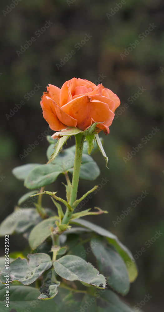 Beautiful orange rose flower closeup in garden, A very beautiful orange rose flower bloomed on the rose tree, Rose flower closeup, bloom flowers, Natural spring flower, Natural floral background, Beautiful orange rose flower closeup in garden, A very beautiful orange rose flower bloomed on the rose tree, Rose flower closeup, bloom flowers, Natural spring flower, Natural floral background,