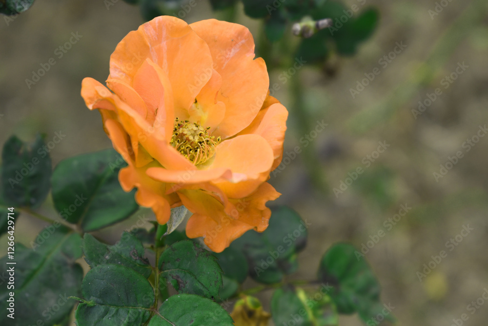 Beautiful orange rose flower closeup in garden, A very beautiful orange rose flower bloomed on the rose tree, Rose flower closeup, bloom flowers, Natural spring flower, Natural floral background, Beautiful orange rose flower closeup in garden, A very beautiful orange rose flower bloomed on the rose tree, Rose flower closeup, bloom flowers, Natural spring flower, Natural floral background,