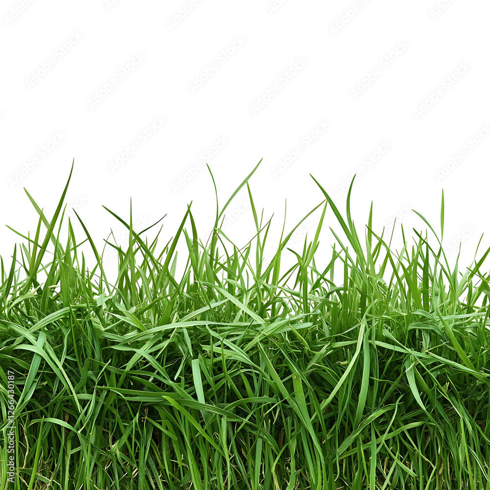 Fototapeta premium grass Advertisement isolated on white background full depth of field 