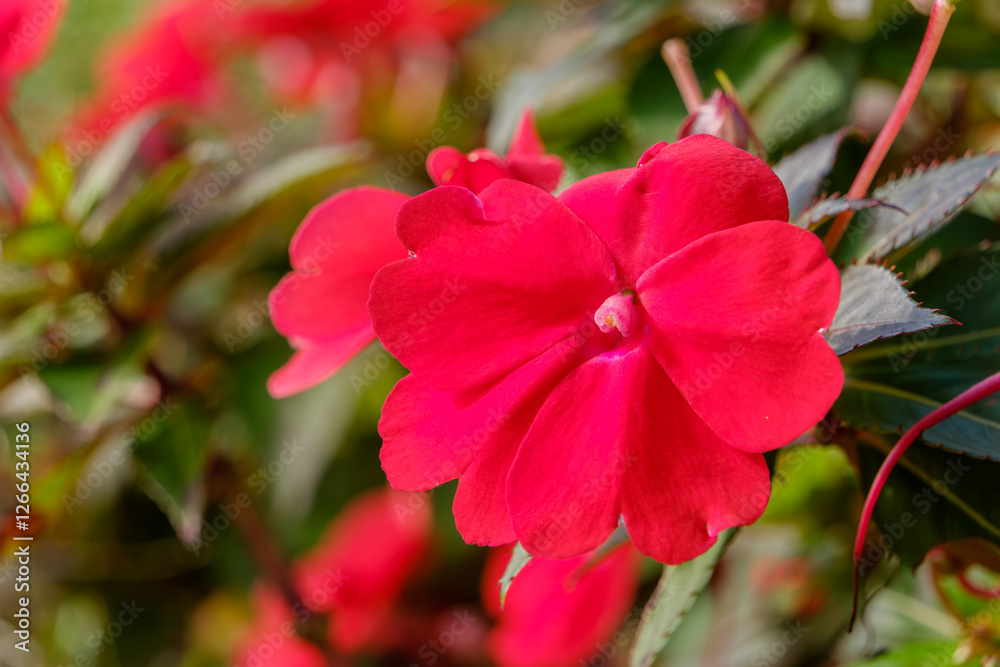 鮮やかな赤いインパチェンスの花 鮮やかな赤いインパチェンスの花