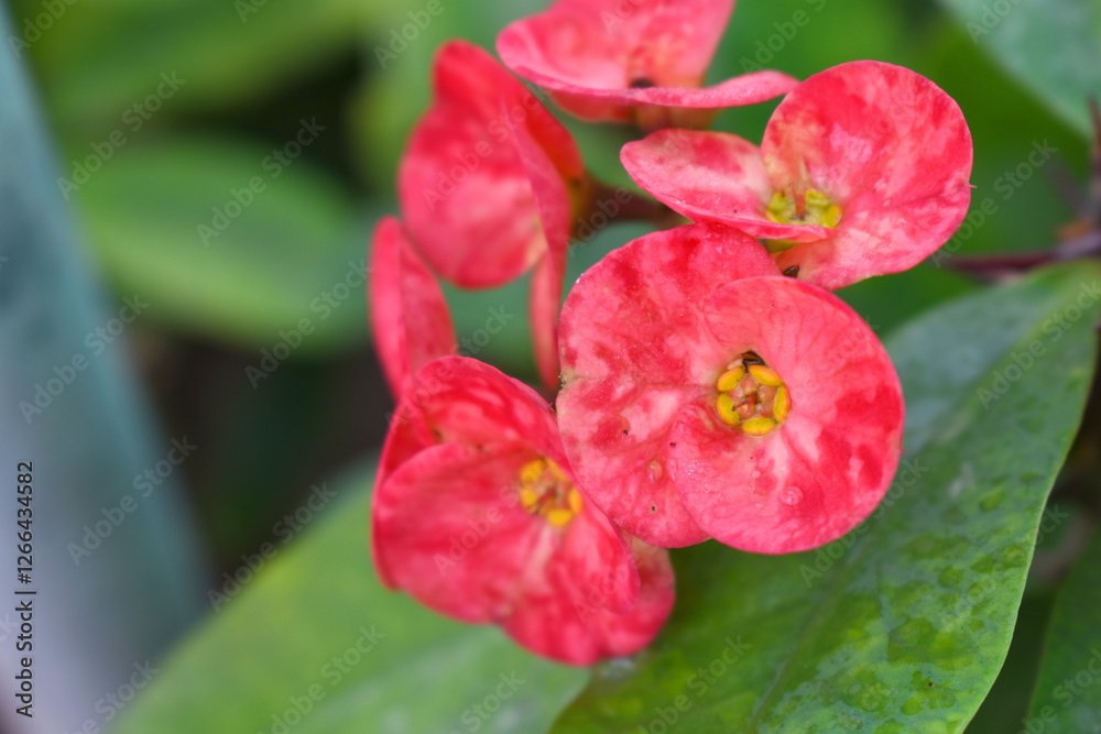 Close up of beautiful red Euphorbia milii, the crown of thorns, called Corona de Cristo. Crown of thorn flower. red Euphorbia milii flower in the garden, Blooming Euphorbia milii, bunch flowers shot Close up of beautiful red Euphorbia milii, the crown of thorns, called Corona de Cristo. Crown of thorn flower. red Euphorbia milii flower in the garden, Blooming Euphorbia milii, bunch flowers shot