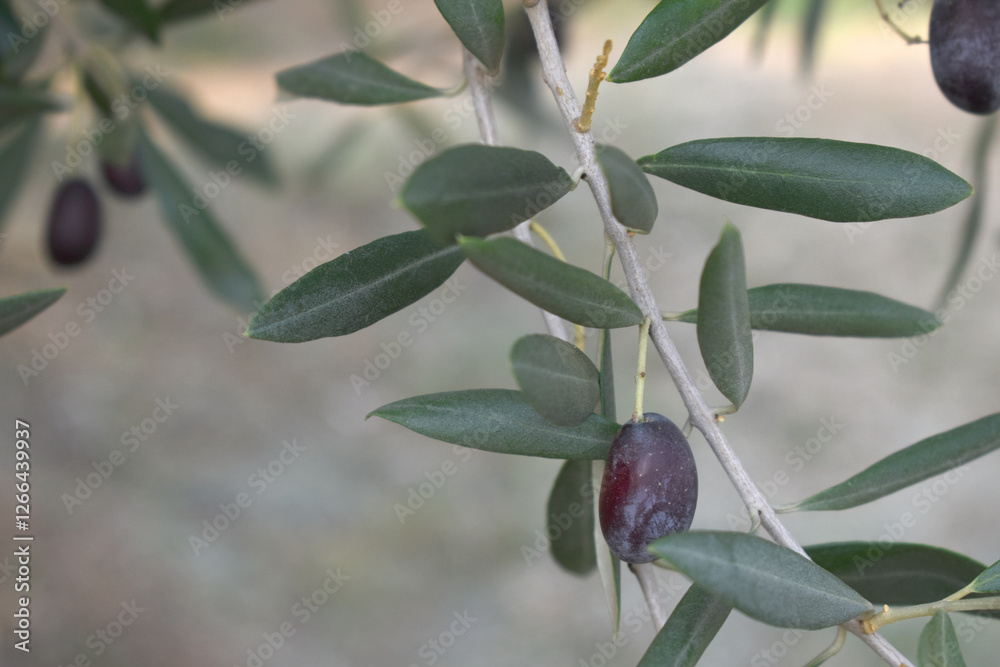 ripe black olives on tree closeup, Olive-tree branch with ripe black olives, olive tree plantation during harvest, ripe black olives on the tree with green leaves, olive tree Chakwal, Punjab, Pakistan ripe black olives on tree closeup, Olive-tree branch with ripe black olives, olive tree plantation during harvest, ripe black olives on the tree with green leaves, olive tree Chakwal, Punjab, Pakistan