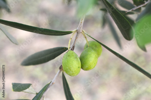 Wallpaper Mural unripe green olives on tree closeup, Olive-tree branch with unripe green olives, olive tree plantation during harvest, unripe green olives on the tree with green leaves, Chakwal, Punjab, Pakistan Torontodigital.ca