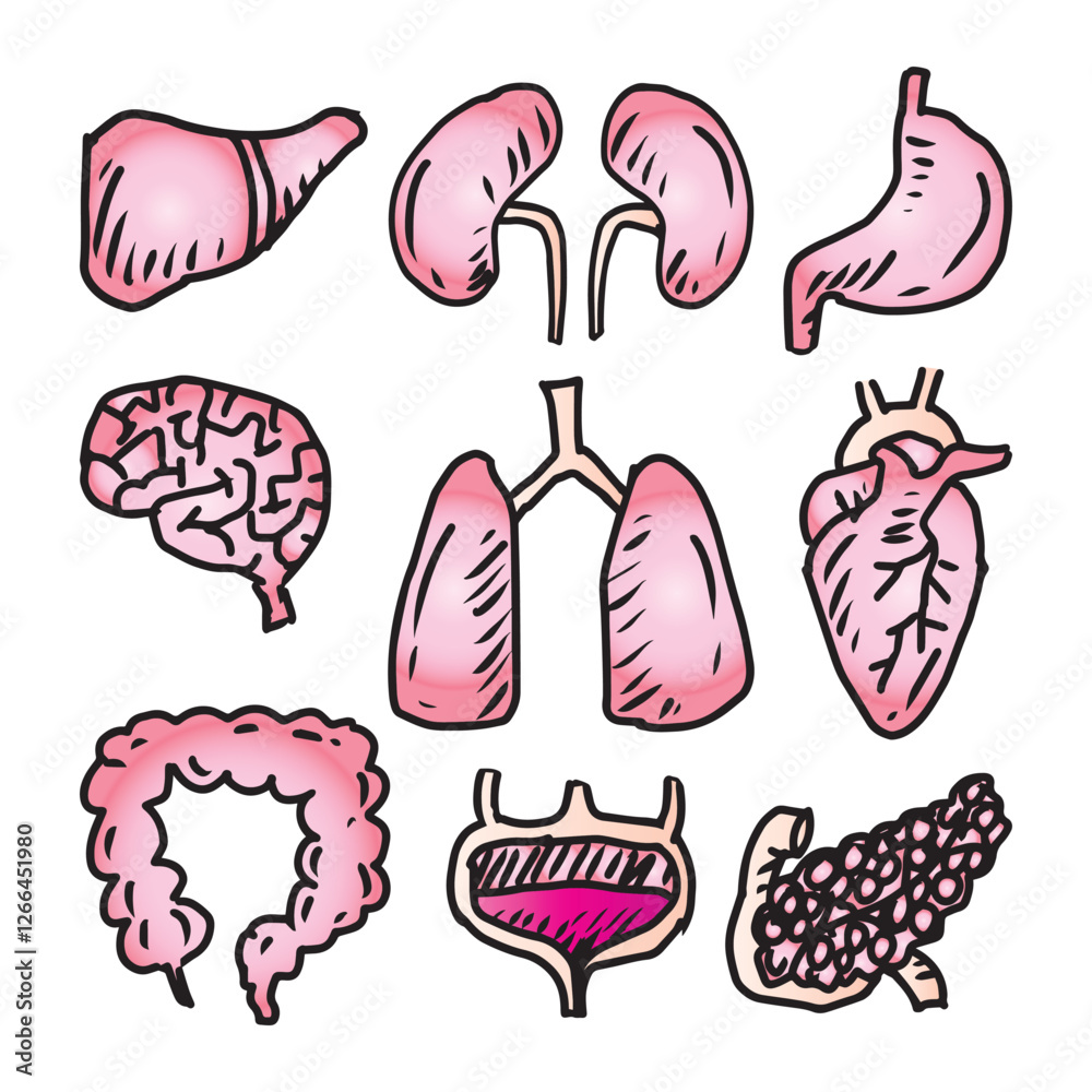 Human internal organs doodle set. Hand drawn vector illustration. Human internal organs doodle set. Hand drawn vector illustration.