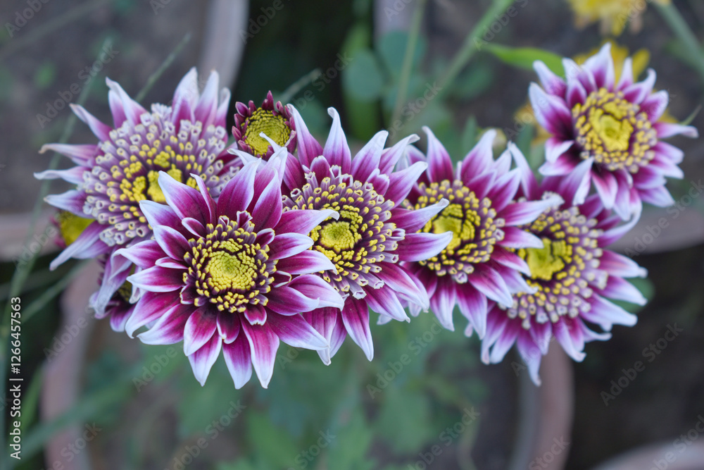 Obraz premium Beautiful White Purple chrysanthemum flowers closeup in the winter garden, Closeup of Chrysanthemum flower, Field of the White purple Chrysanthemum, Beautiful White purple flower blooming in nature.