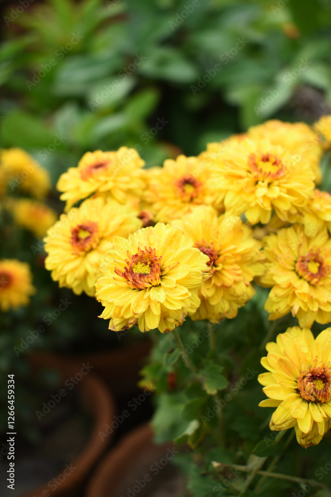 Beautiful Yellow red chrysanthemum flowers closeup in the winter garden, Closeup of Chrysanthemum flower, Field of the Yellow red Chrysanthemum, Beautiful Yellow red flower blooming in nature. Beautiful Yellow red chrysanthemum flowers closeup in the winter garden, Closeup of Chrysanthemum flower, Field of the Yellow red Chrysanthemum, Beautiful Yellow red flower blooming in nature.