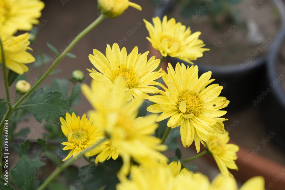 Beautiful Yellow chrysanthemum flowers closeup in the winter garden, Closeup of Chrysanthemum flower, Field of the Yellow Chrysanthemum, Beautiful Yellow flower blooming in nature. Beautiful Yellow chrysanthemum flowers closeup in the winter garden, Closeup of Chrysanthemum flower, Field of the Yellow Chrysanthemum, Beautiful Yellow flower blooming in nature.