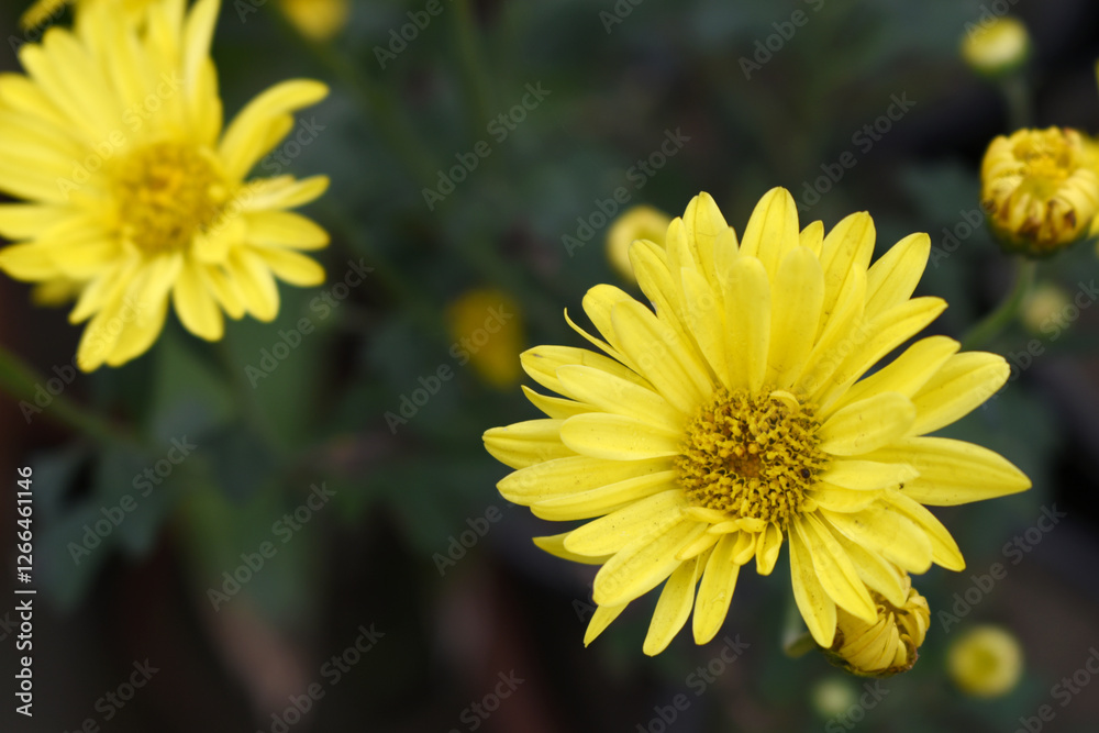 Beautiful Yellow chrysanthemum flowers closeup in the winter garden, Closeup of Chrysanthemum flower, Field of the Yellow Chrysanthemum, Beautiful Yellow flower blooming in nature. Beautiful Yellow chrysanthemum flowers closeup in the winter garden, Closeup of Chrysanthemum flower, Field of the Yellow Chrysanthemum, Beautiful Yellow flower blooming in nature.