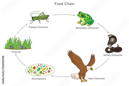 A food chain illustrates energy transfer from producers to consumers, showing the balance of nature
