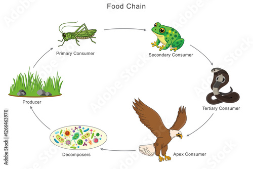 The food chain shows energy flow from grass to eagle step by step, starting with grass, then grasshopper, frog, snake, and finally the eagle as the top predator in the ecosystem.