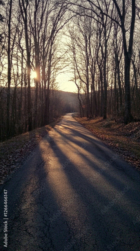 Fototapeta premium Tranquil Sunset Road Surrounded by Leafless Trees in Winter
