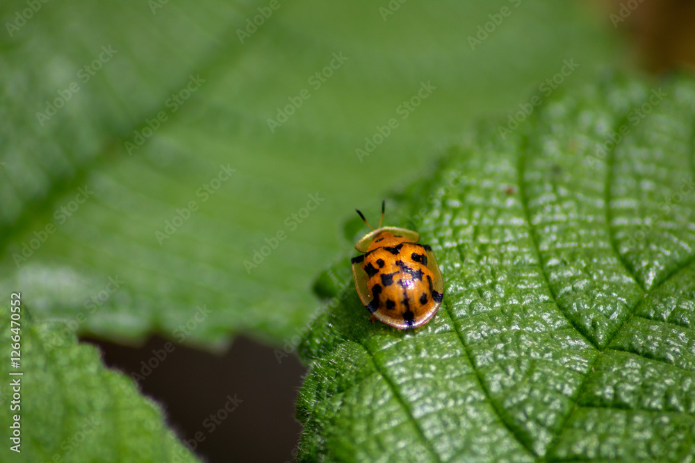 close up photo of mini beetle with contrasting dark green leaves close up photo of mini beetle with contrasting dark green leaves