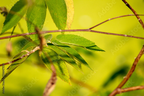 photo of tree branches and leaves on the edge of a swamp
