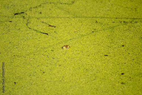 photo of a swamp full of green algae