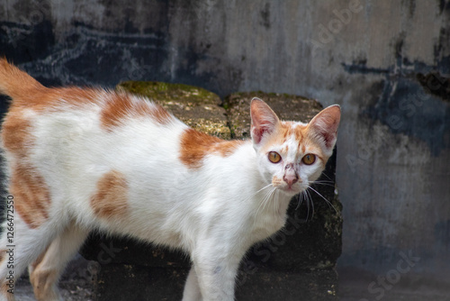 photo of a white and brown domestic cat