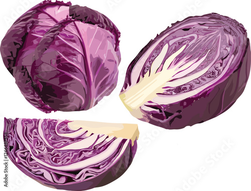 Purple cabbage illustration