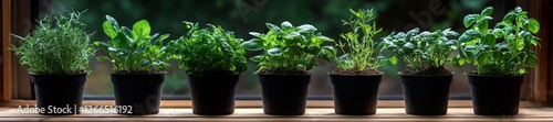 Indoor Herb Garden with Fresh Herbs in Pots on a Window Sill. Generative AI photo