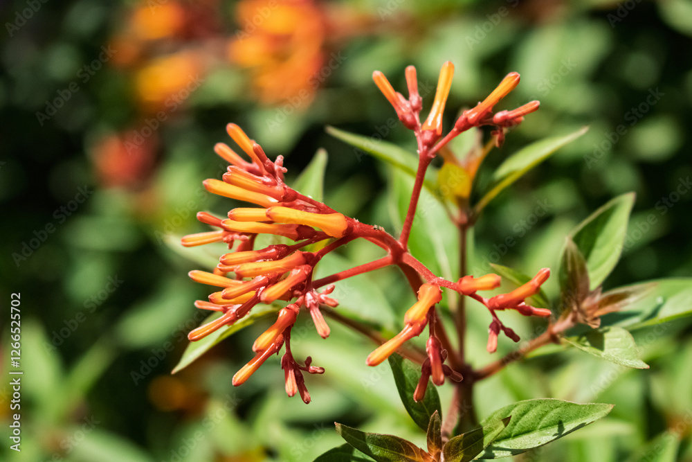 A striking close-up of vibrant orange firebush (Hamelia patens) flowers, set against a lush green background. This tropical shrub, known for its tubular blooms, attracts hummingbirds, butterflies, and A striking close-up of vibrant orange firebush (Hamelia patens) flowers, set against a lush green background. This tropical shrub, known for its tubular blooms, attracts hummingbirds, butterflies, and