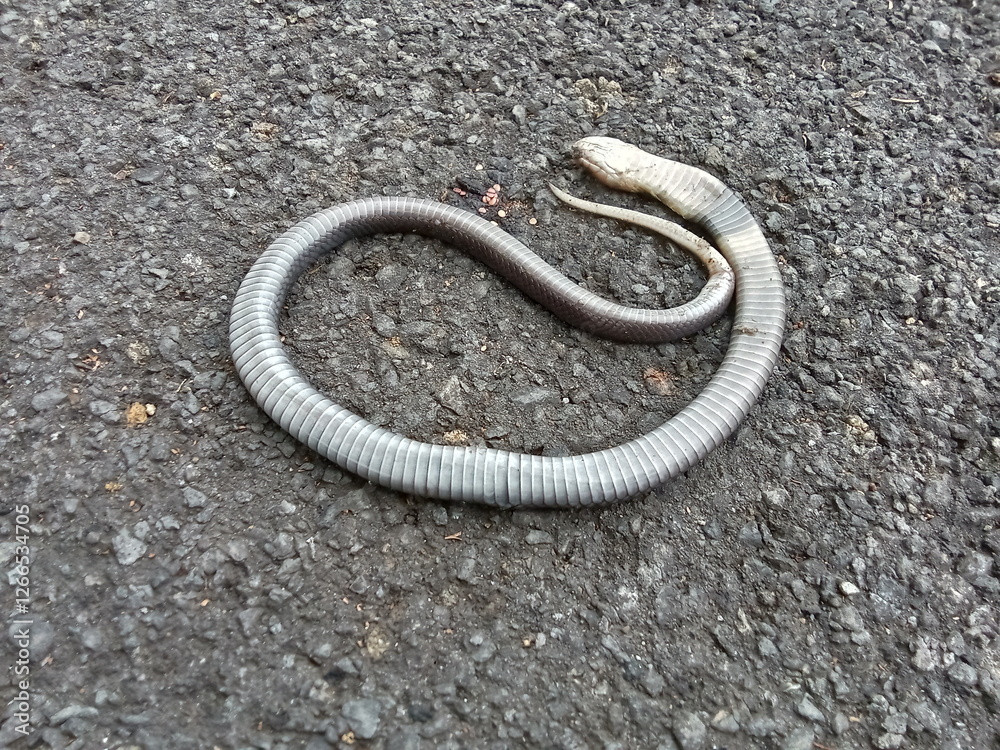 Obraz premium a snake died on the road