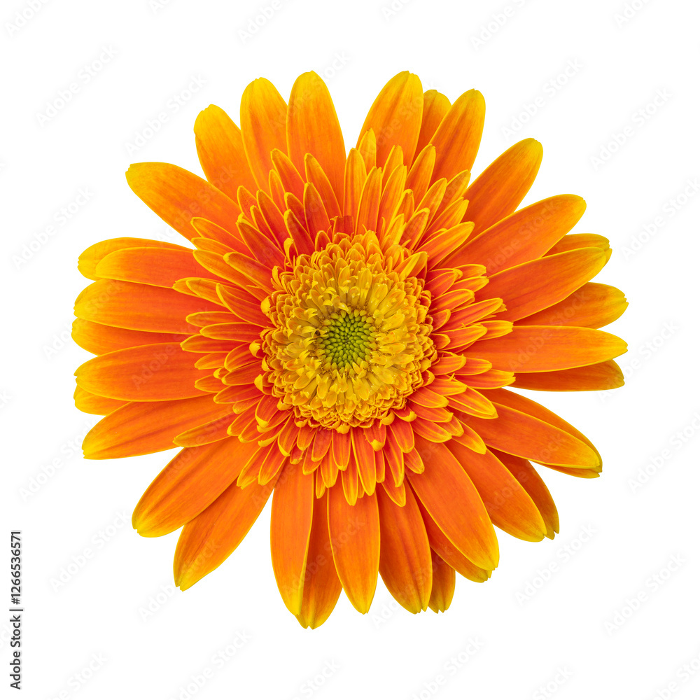 Orange gerbera daisy flower isolated on transparent background Orange gerbera daisy flower isolated on transparent background
