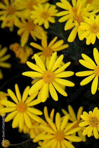 Wallpaper Mural Background material photo of a close-up of a yellow Euryops daisy flower Torontodigital.ca